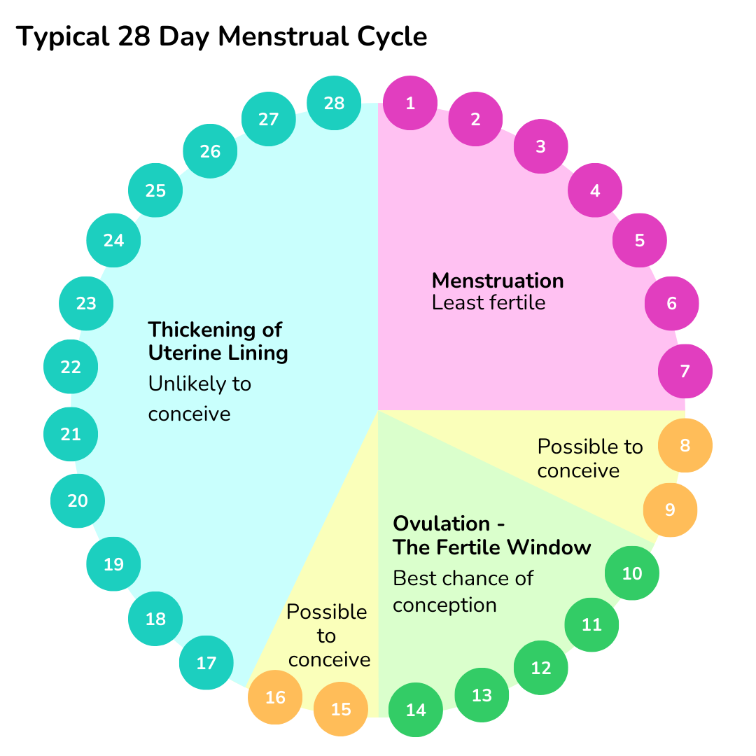 28 Day Menstrual Cycle